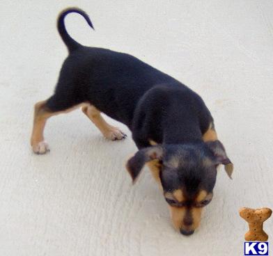 Gizmo - Adorable Black and Tan Chiweenie Boy